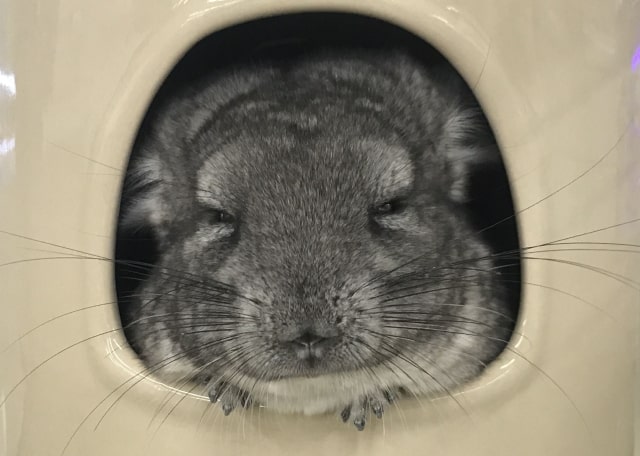 チンチラ5