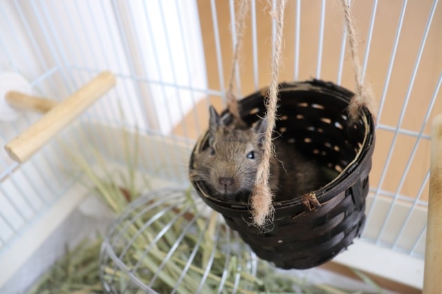 デグー飼育に必要なもの