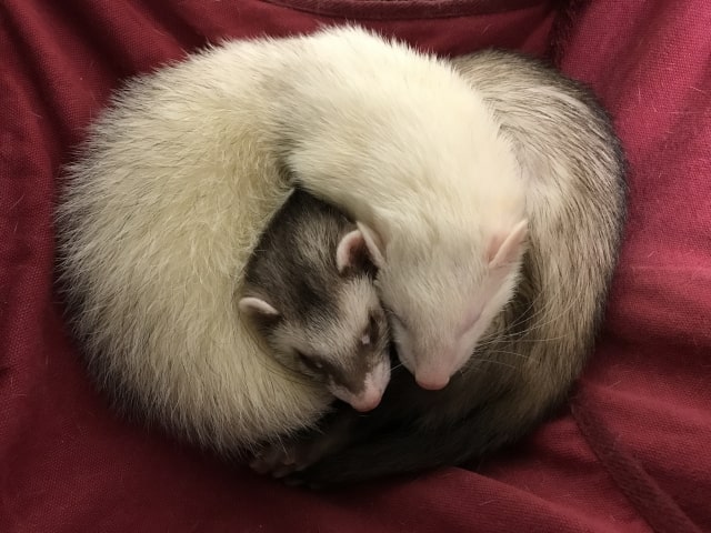 フェレットの注意点