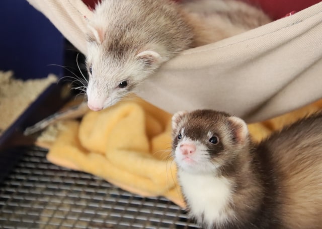 フェレットのエサ