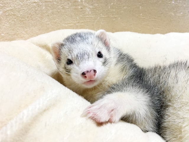 フェレット飼育に必要な物