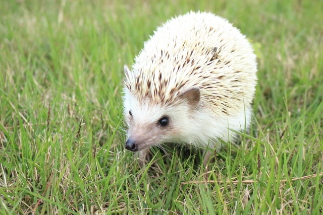 ハリネズミのエサ