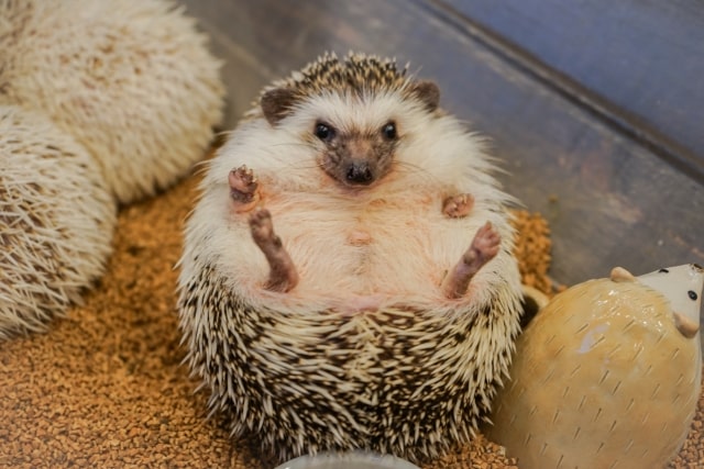 ハリネズミの飼育に必要なモノ