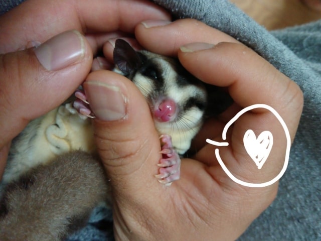 モモンガの飼育