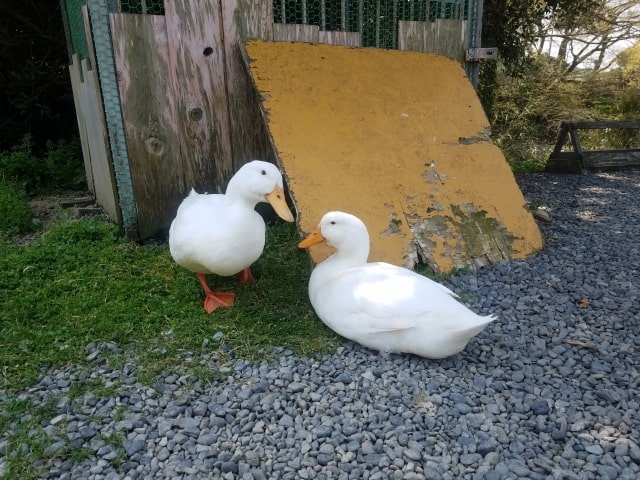 アヒルの値段について