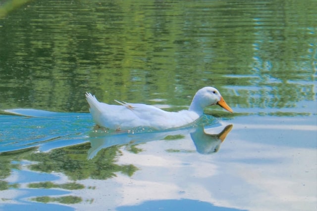 アヒルの飼育に必要なもの