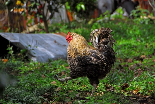 チャボの飼育で注意する点