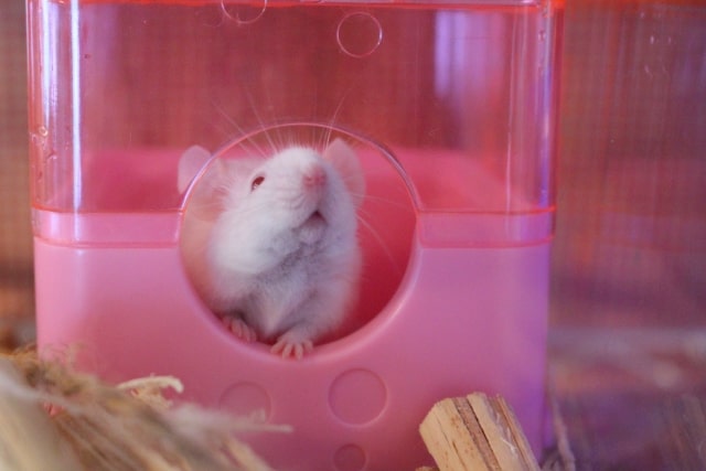 ハツカネズミの飼育に必要なもの