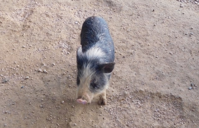 ミニブタの飼育に必要なもの