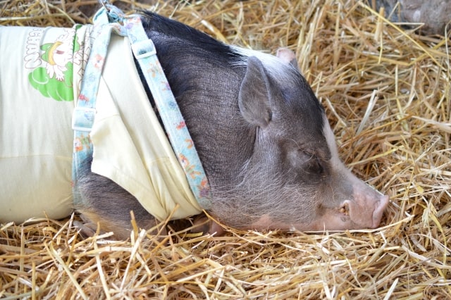 ミニブタのエサについて