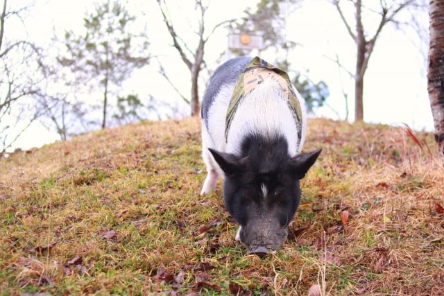 ミニブタを飼う時の注意点について