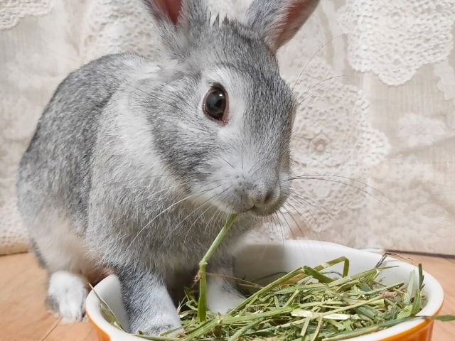 うさぎの飼育に必要もの