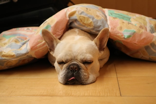 フレンチブルドッグのかかりやすい病気