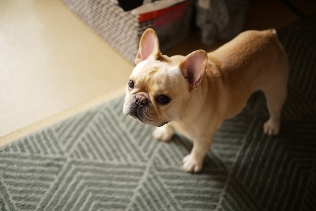 子犬の特徴について