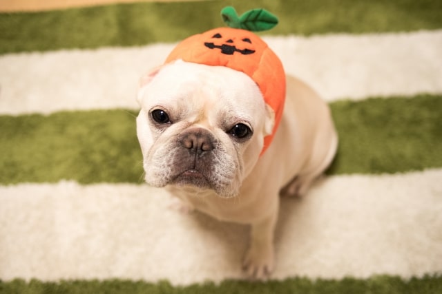 フレンチブルドックを飼うにあたっての注意点