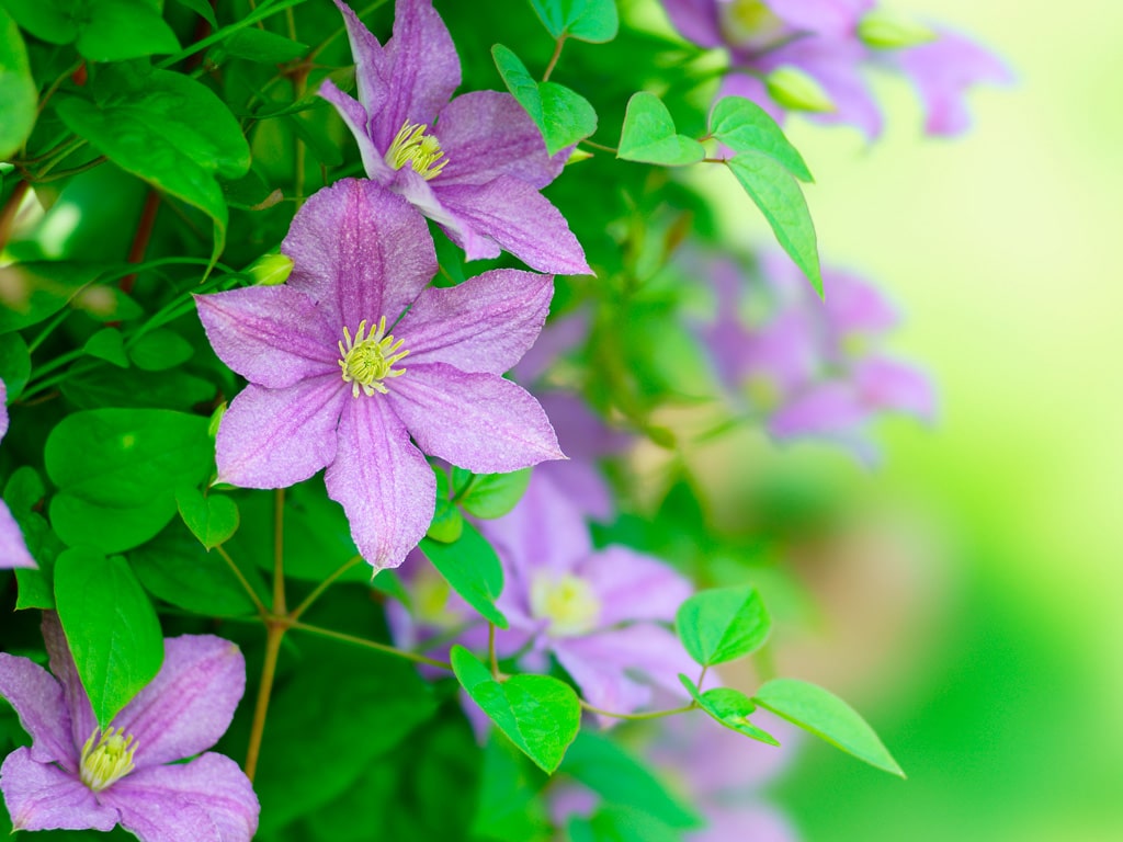 クレマチスの 育て方 増やし方 品種 について徹底解説