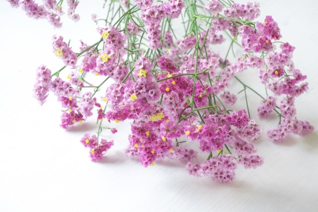 スターチスの 育て方 増やし方 花言葉 について徹底解説