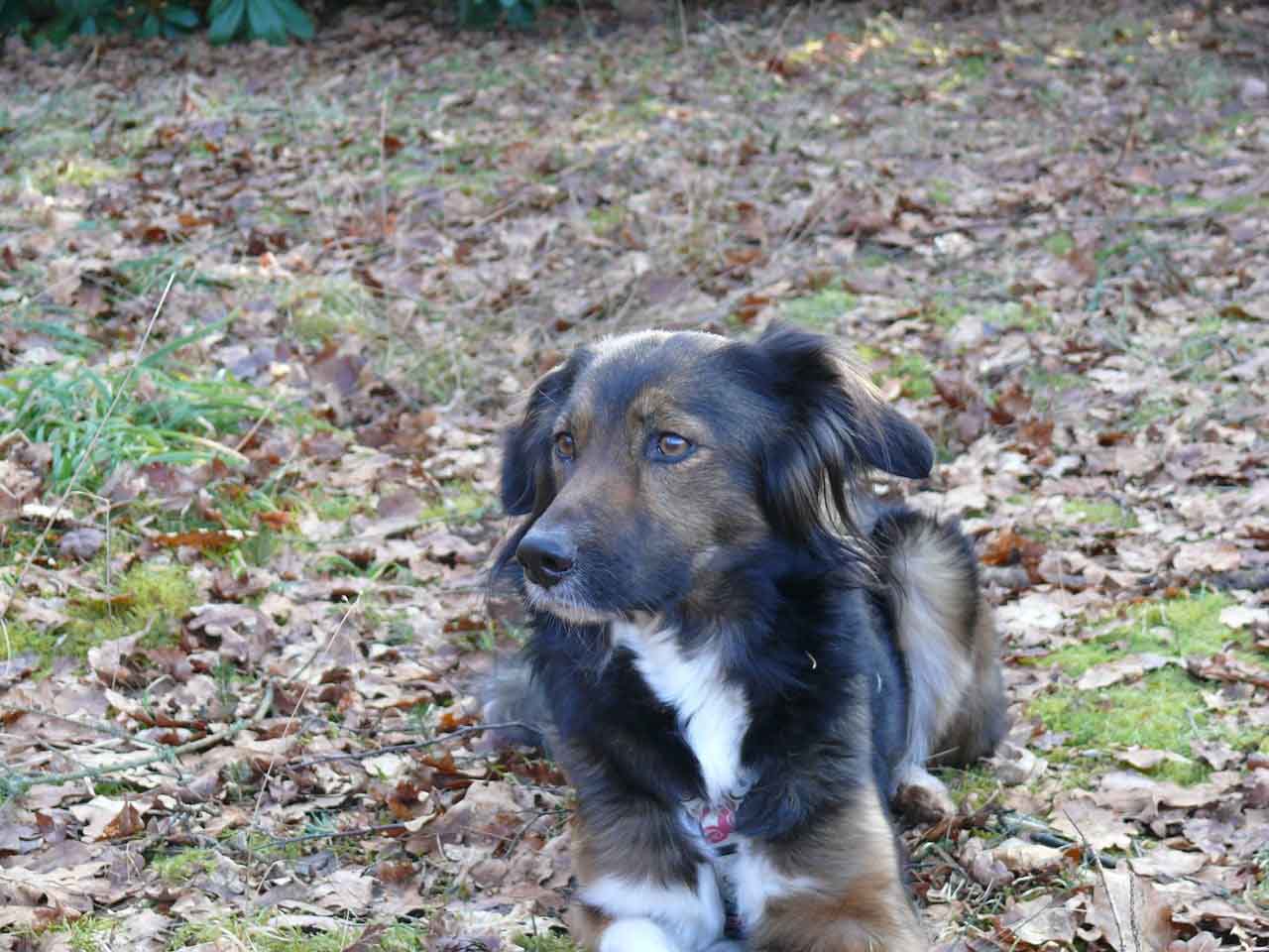 アイリッシュセッターの子犬の特徴について