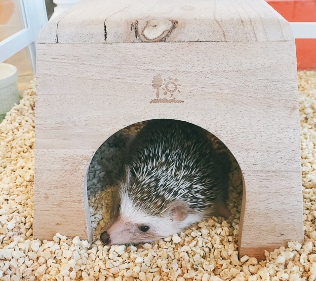 パイ