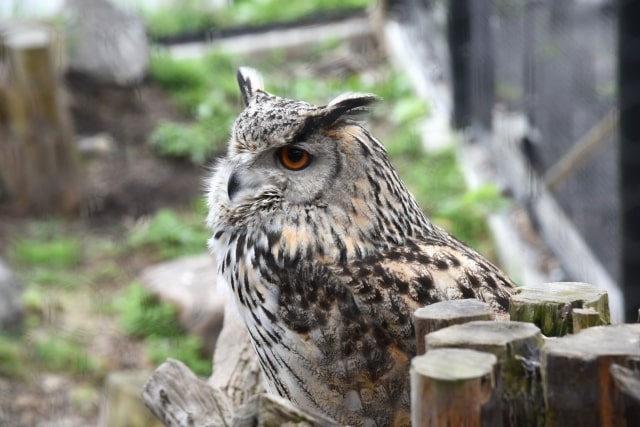 フクロウが起こしやすいケガ