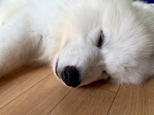 グレートピレニーズのかかりやすい病気は?