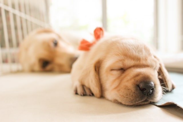 ラブラドールレトリバーの子犬の特徴について(体験談)