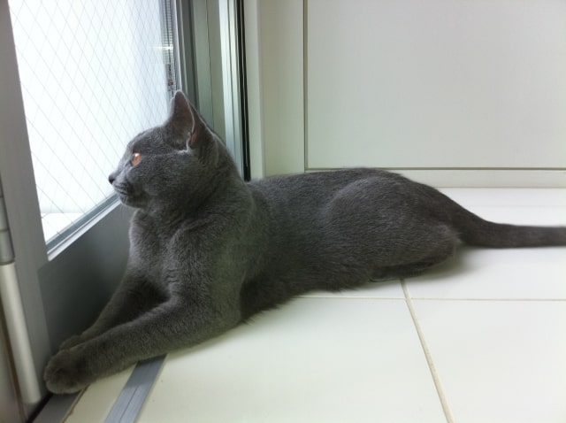 シャルトリューの飼い方