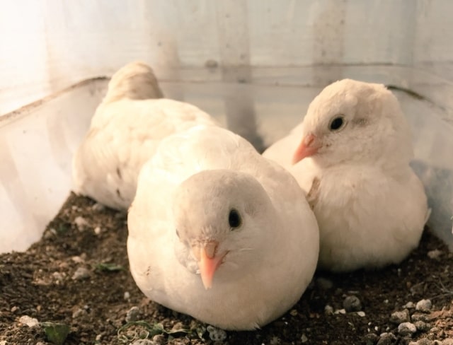 うずらの値段について